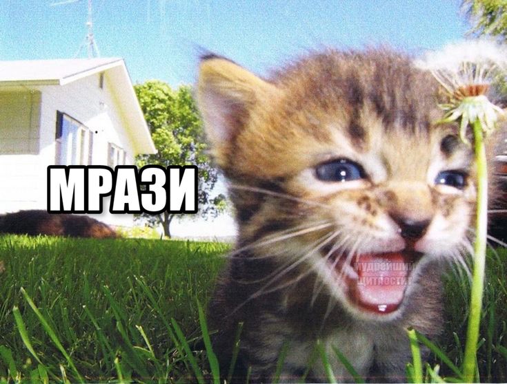 Котёнок кричит «МРАЗИ»
